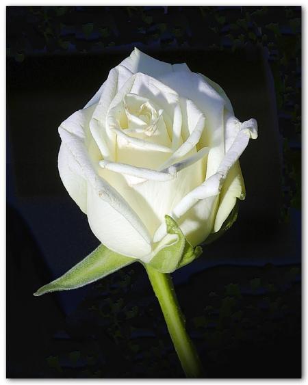 joyeux anniversaire petit ange.